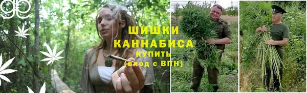 прущие грибы Михайловка
